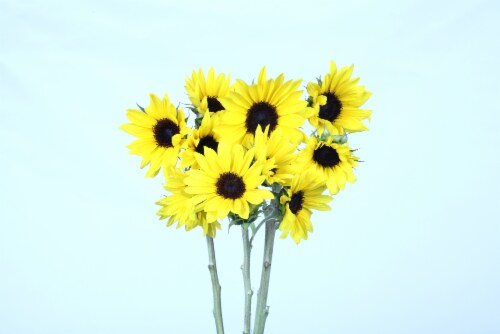 Sunspray Sunflower Bouquet Perspective: front