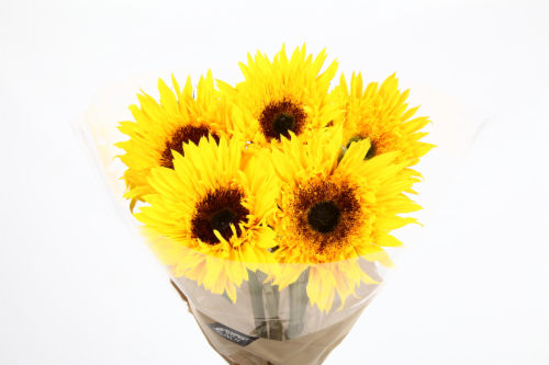 Miscellaneous Sunflower Bouquet Perspective: front