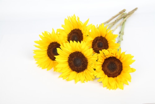 Sunflower Bunch Perspective: front