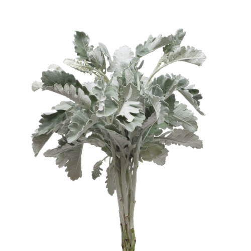 Jolo Flowers Dusty Miller Bouquet Perspective: front
