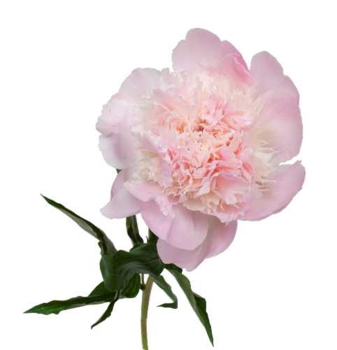 Peony Bunch Perspective: front