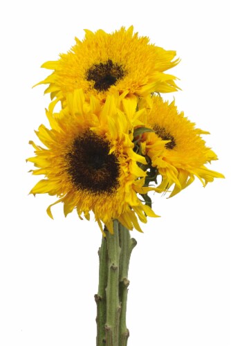 Novelty Sunflowers Perspective: front