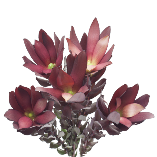 Jolo Flowers Leucadendron Safari Sunset Perspective: front