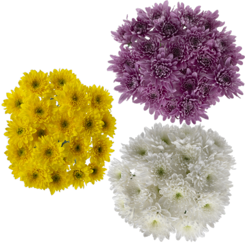 Jolo Flowers Inc. Natural Cushion Daisy Combo Perspective: front