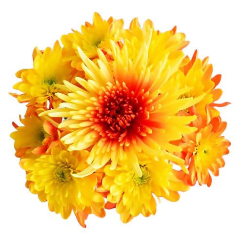 Lunar New Year Poms Perspective: front