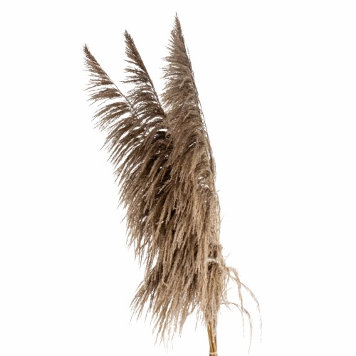 Dried Pampas Grass Perspective: front
