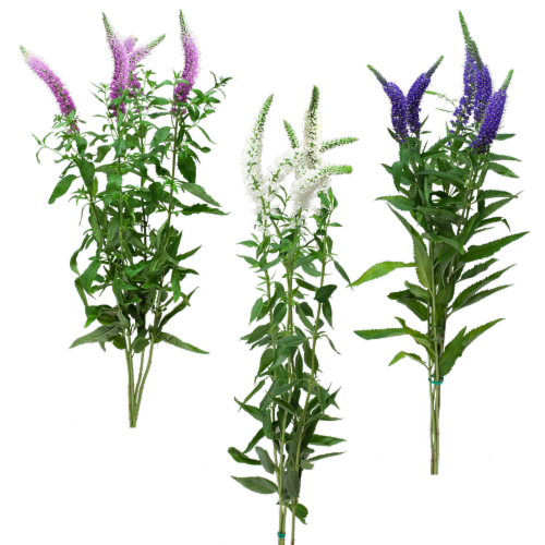 Veronica 5 Stem Perspective: front