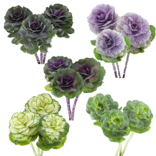 Kale Perspective: front