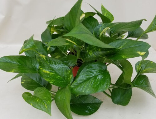 Potted Pothos Plant Perspective: front