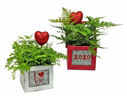 Valentine's Floral Planters Perspective: front