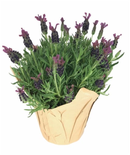 Lavender Perspective: front
