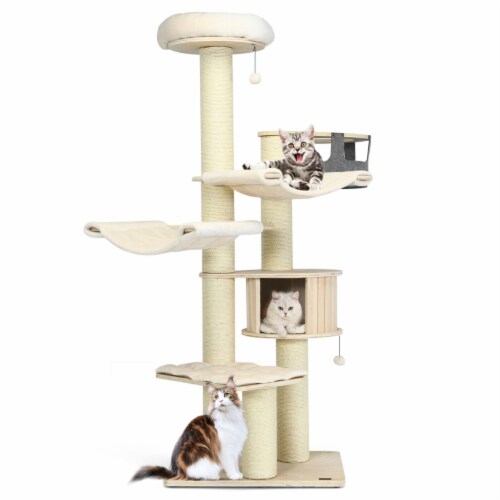 Kitten condo 2025