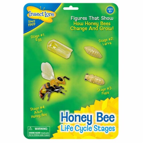 Insect Lore Honey Bee Life Cycle Stages Perspective: front