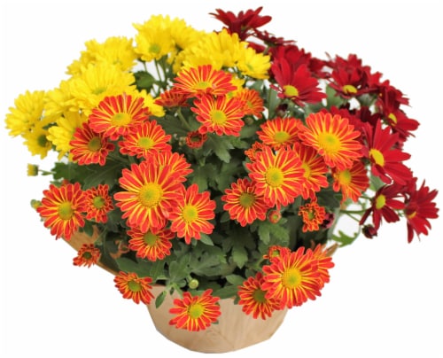 Tricolor 5" Mums Fleurette Perspective: front
