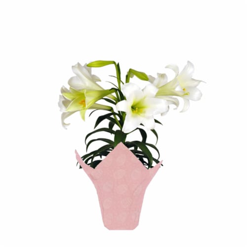 Potted Easter Lily - White Perspective: front