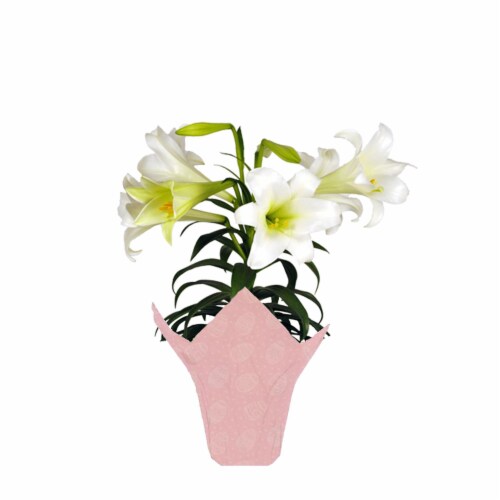 Potted Easter Lily - White Perspective: front
