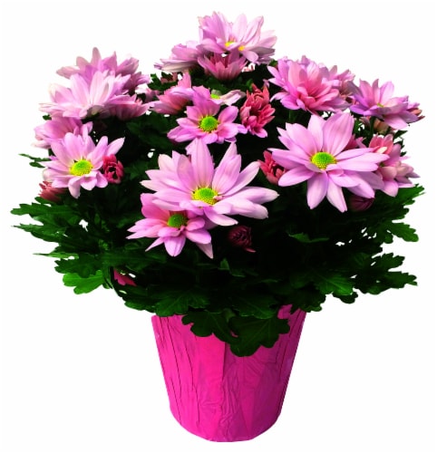 Potted chrysanthemum deals