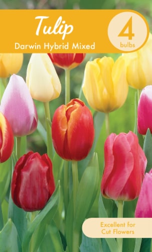 Garden State Bulb Darwin Hybrid Mixed Tulip Bulbs Perspective: front