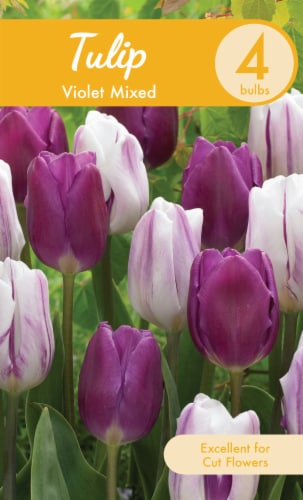 Garden State Bulb Violet Mixed Tulip Bulbs Perspective: front