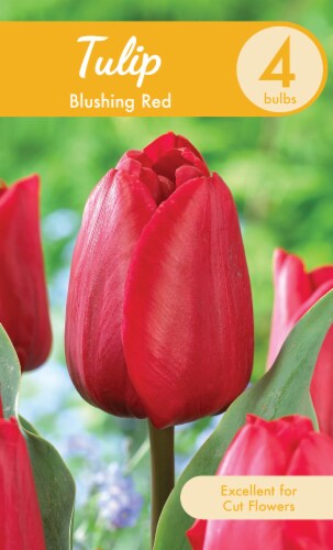 Garden State Bulb Blushing Red Tulip Bulbs Perspective: front