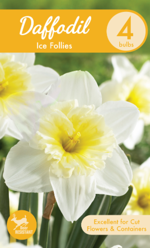 Garden State Bulb Ice Follies Daffodil Bulbs Perspective: front