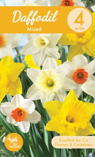 Garden State Bulb Mixed Daffodil Bulbs Perspective: front