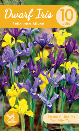 Garden State Bulb Reticulata Mixed Dwarf Iris Bulbs Perspective: front