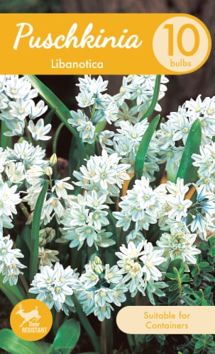 Garden State Bulb Libanotica Puschkinia Bulbs Perspective: front