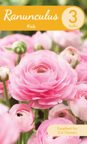 Pink Ranunculus Bulbs Perspective: front