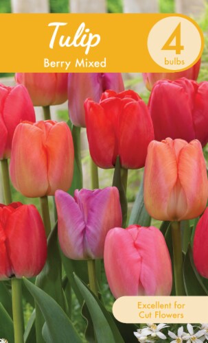 Berry Mixed Tulip Bulbs Perspective: front