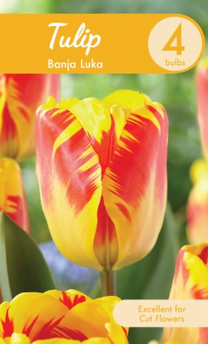 Banja Luka Tulip Bulbs Perspective: front