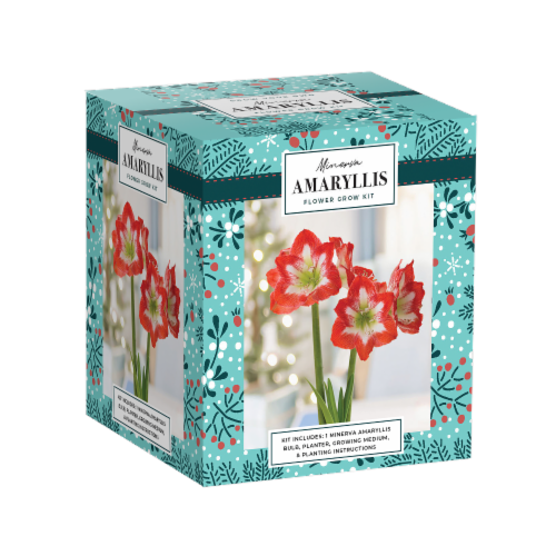 Minerva Amaryllis Flower Bulb Kit Perspective: front