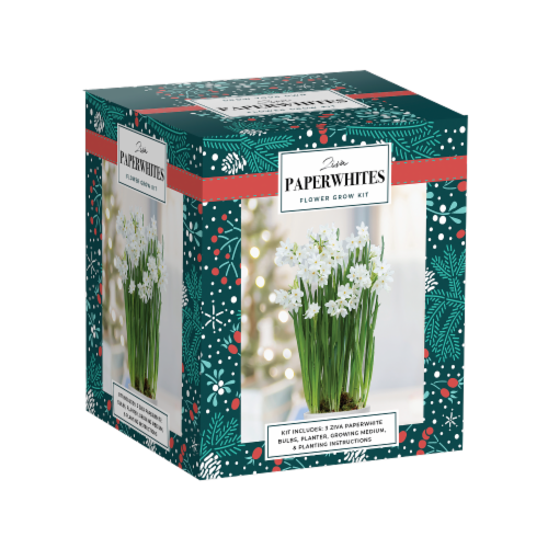 Paperwhite Ziva Flower Bulb Kit Perspective: front