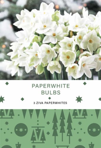 Paperwhites Bulbs Perspective: front