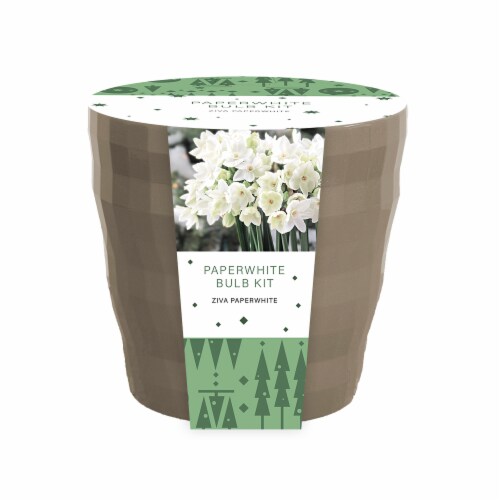 Ziva Narcissus Paperwhites Bulb Kit Perspective: front