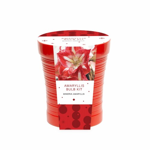 Minerva Amaryllis Bulb Kit Perspective: front