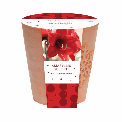 Red Lion Amaryllis Bulb Kit Perspective: front