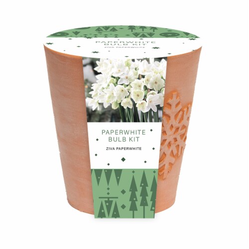 Ziva Narcissus Paperwhites Bulb Kit Perspective: front