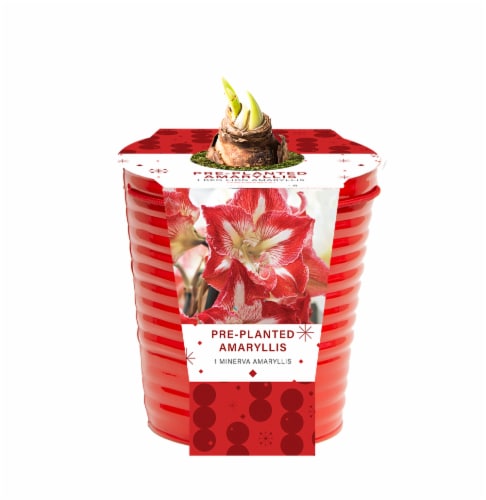Red Lion Pre-Planted Minerva Amaryllis Perspective: front