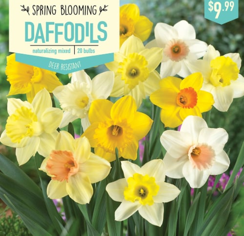 Garden State Bulb Daffodil Naturalizing Mixed Bulbs 20 Count Perspective: front