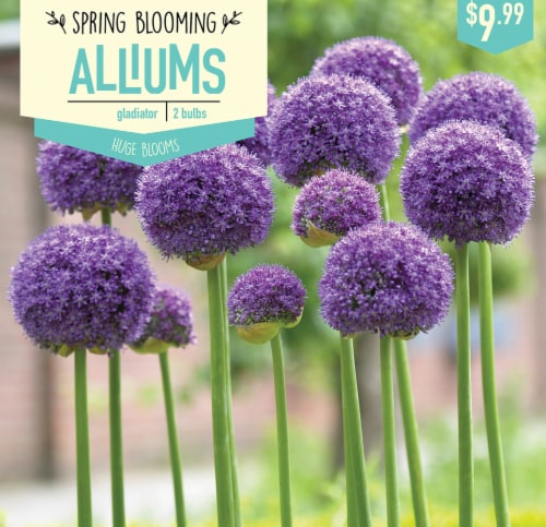 Garden State Bulb Allium Gladiator Bulbs 2 Count Perspective: front