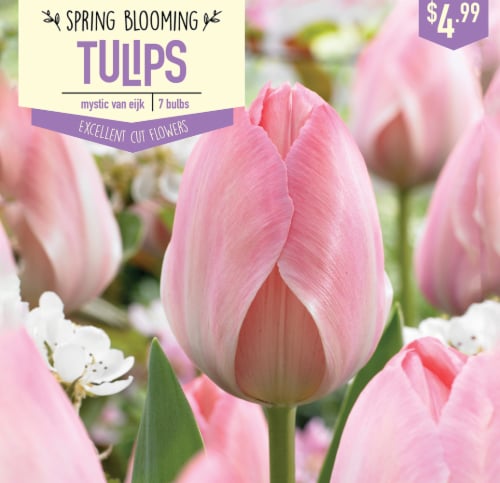 Garden State Bulb Tulip Mystic Van Eijk Bulbs 7 Count Perspective: front