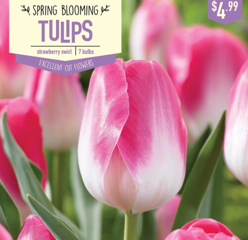 Garden State Bulb Tulip Strawberry Swirl Bulbs 7 Count Perspective: front