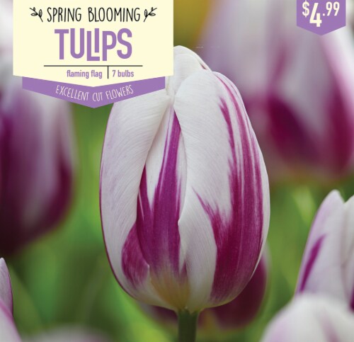 Garden State Bulb Tulip Flaming Flag Bulbs 7 Count Perspective: front
