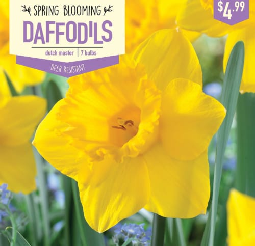 Garden State Bulb Daffodil Dutch Master Bulbs 7 Count Perspective: front