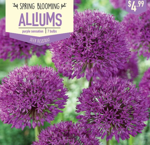 Garden State Bulb Allium Purple Sensation Bulbs 7 Count Perspective: front
