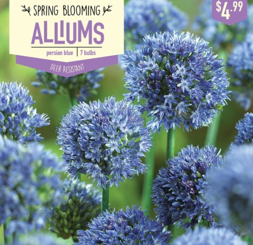 Garden State Bulb Allium Persian Blue Bulbs 7 Count Perspective: front