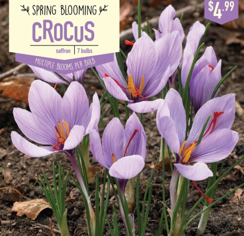 Garden State Bulb Crocus Saffron Bulbs 7 Count Perspective: front