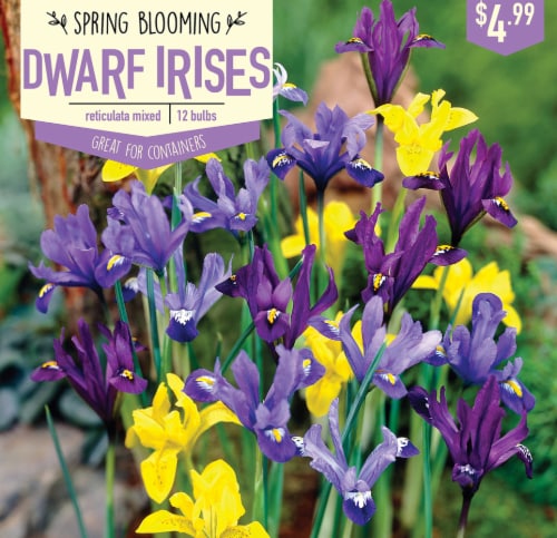 Garden State Bulb Iris Reticulata Mixed Bulbs 12 Count Perspective: front