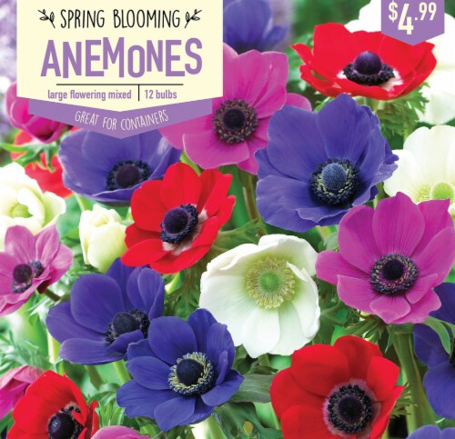 Garden State Bulb Anemone Large Flowering Mix Bulbs 12 Count Perspective: front